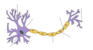 Neuron_Hand-tuned.svg