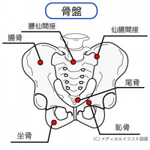 pelvic