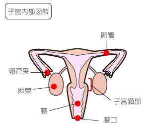 子宮断面図(内部名称図解)