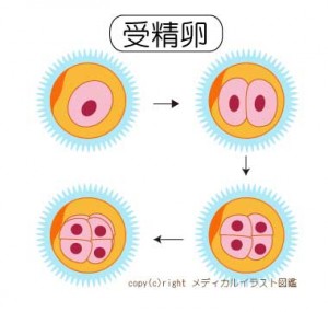 【0485】受精卵の分割【成長】