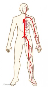 【1474】全身の動脈人体図