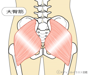【2040】大臀筋の構造