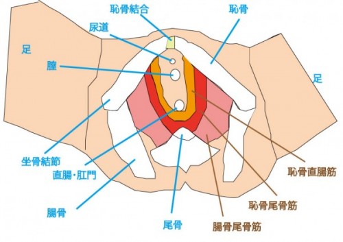 尿もれ 子宮脱 骨盤底筋の問題 神奈川県大和市の整体 ダフィーカイロプラクティック南林間