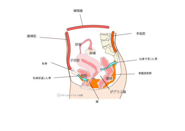 骨盤底筋の断面図・名称付き