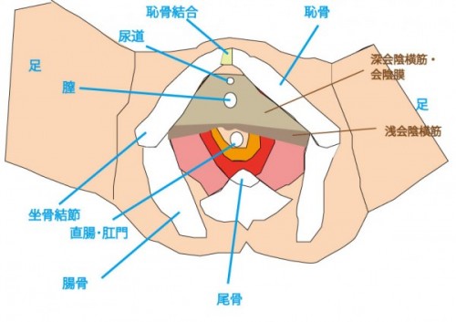 大和市の整体、ダフィーカイロプラクティックの尿生殖隔膜図