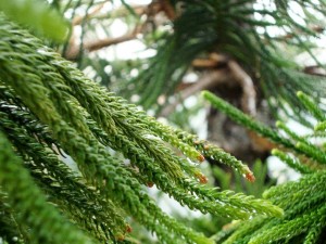 花粉症の季節にカイロプラクティックケア　杉イメージ