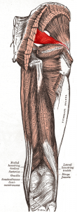 Piriformis_muscle