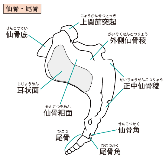 尾てい骨 痛い